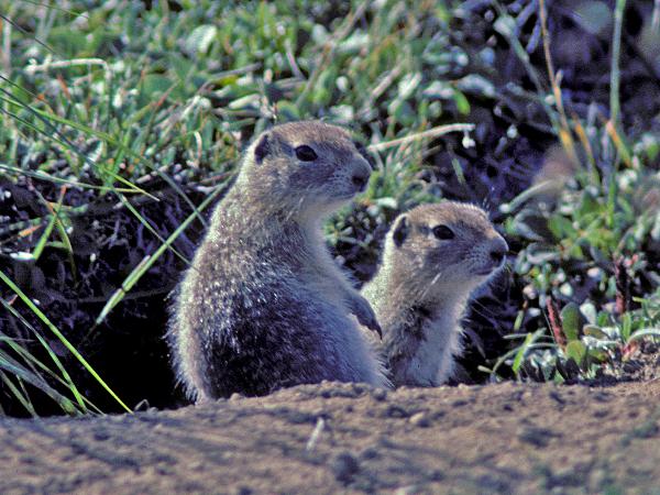 Photo of Spermophilus parryii by Ian Gardiner